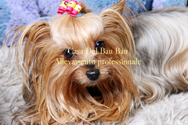 web template per allevamento cani - mod.137